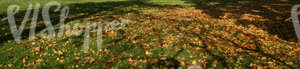 image of ground covered with leaves in autumn