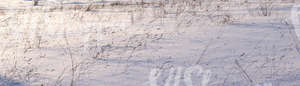 snow-covered ground with reeds