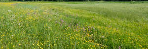 meadow with wild flowers