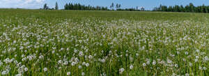 meadow with dandelions