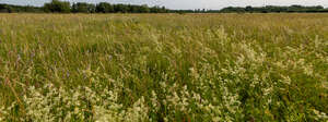 beautiful wild meadow