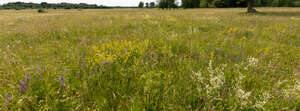 wild meadow with flowers