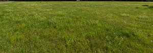 large field of green grass