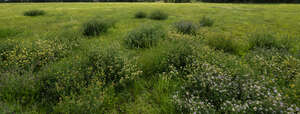 grassland with bushes of wild flowers