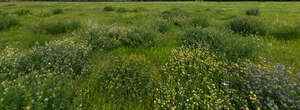 grassland with bunches of flowers