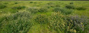 field of wild flowers
