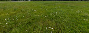 green grass with some wild yarrow