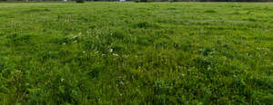 dark green grass