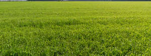 green agricultural field