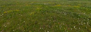 grass with small delicate flowers