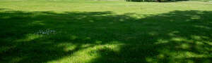 lawn with tree shadows