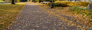 pathway in a park with fallen leaves
