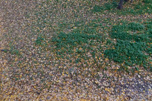 top view of a ground in autumn covered with fallen leaves