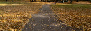 walking path in a park with golden light and fallen leaves