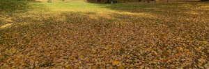grassy ground in autumn light covered with leaves