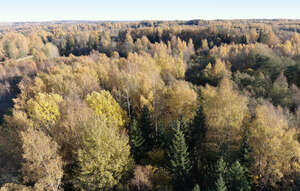 bird eye view of a forest in the autumn