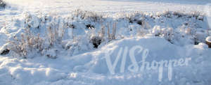 snow-covered ground with bushes