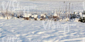 snow-covered ground with some plants