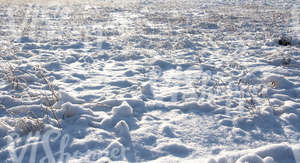 bumpy snow-covered ground with some plants