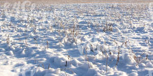 bumpy snow-covered ground with some plants