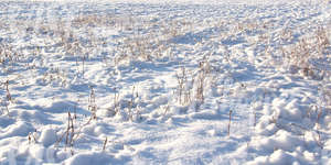 bumpy snow-covered ground with some plants