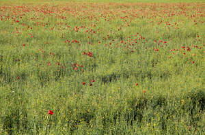 field of blooming poppies