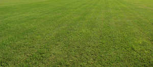 mown lawn