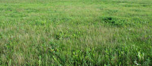 wild grass with flowers