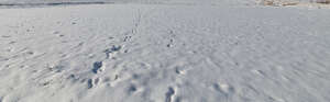 fresh white snow with footprints