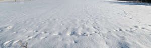 field of fresh snow and some footprints