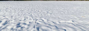 vast field of fresh snow in sunlight