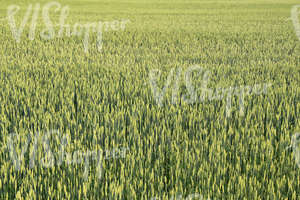 crop field