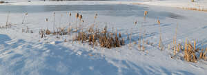 grass in a snowy field