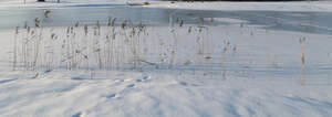 snowy field with some delicate grass