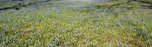 field of blooming blue spring flowers