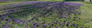 park ground with blooming crocuses