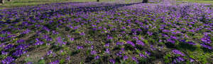 field of blooming crocuses in spring