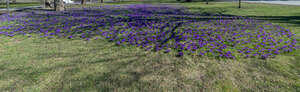 lawn in spring with blooming crocuses