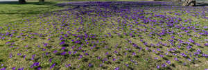 grass in spring with blooming crocuses