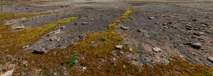 mossy ground of gravel