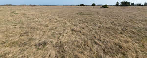 hay field in spring