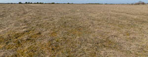 dry grassland in spring