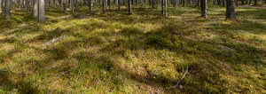 forest ground on a sunny day