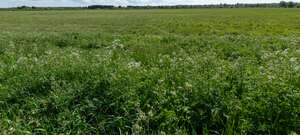 green meadow in spring