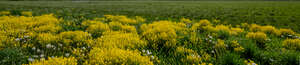 meadow with rapeseed and green plants