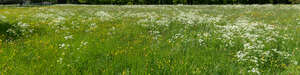 meadow with tall green grass