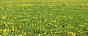 field of blooming daffodils
