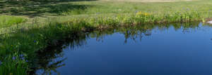 lake bank in sunlight