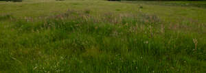 tall grass