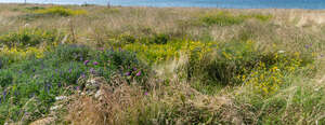 beautiful wild meadow in summer